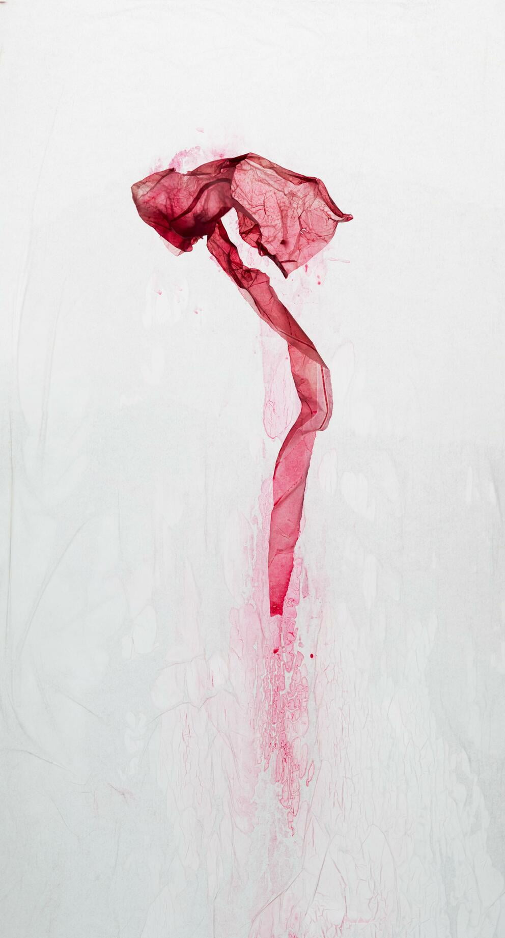 vanitas IV; Ausbelichtung 84 × 156 cm