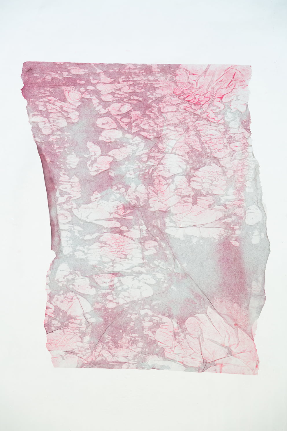 vanitas VII; Ausbelichtung 64 × 96 cm