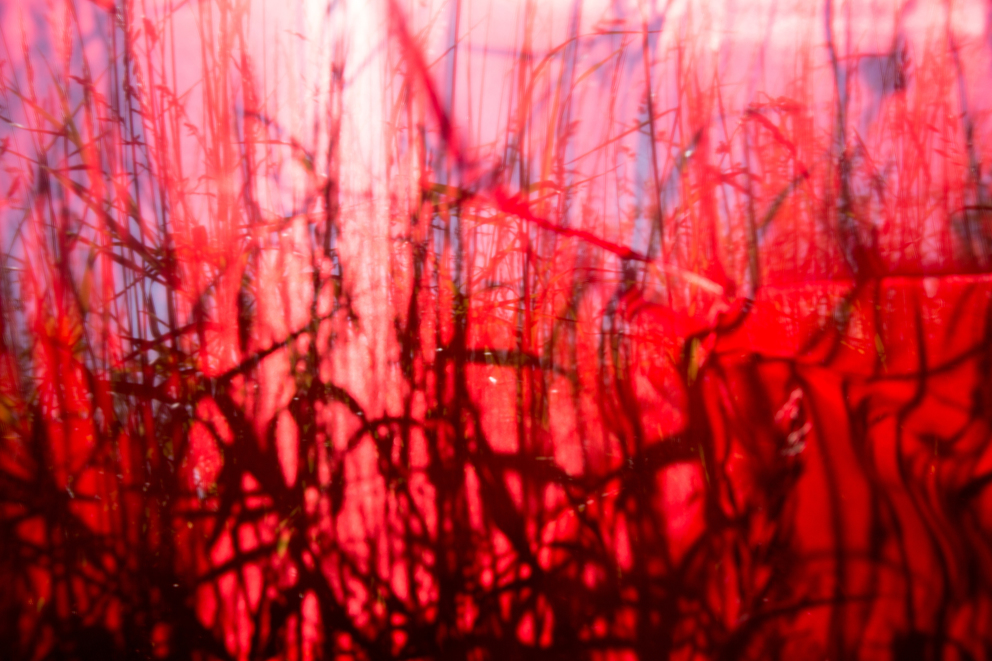 grasraum 01; Ausbelichtung 60 × 40 cm