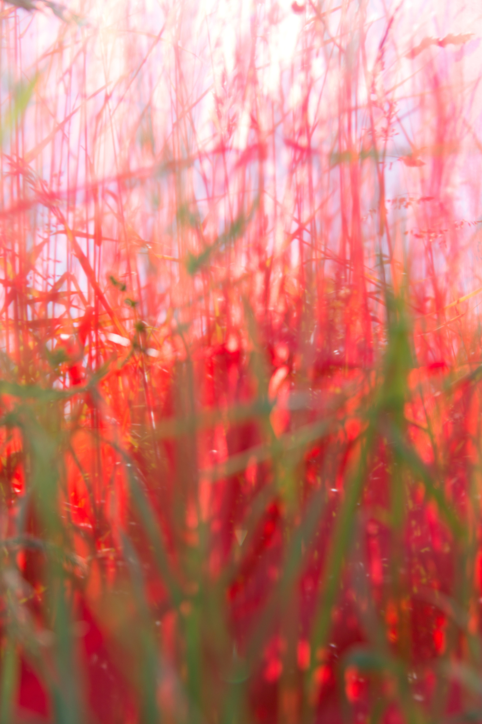 grasraum 02; Ausbelichtung 60 × 40 cm