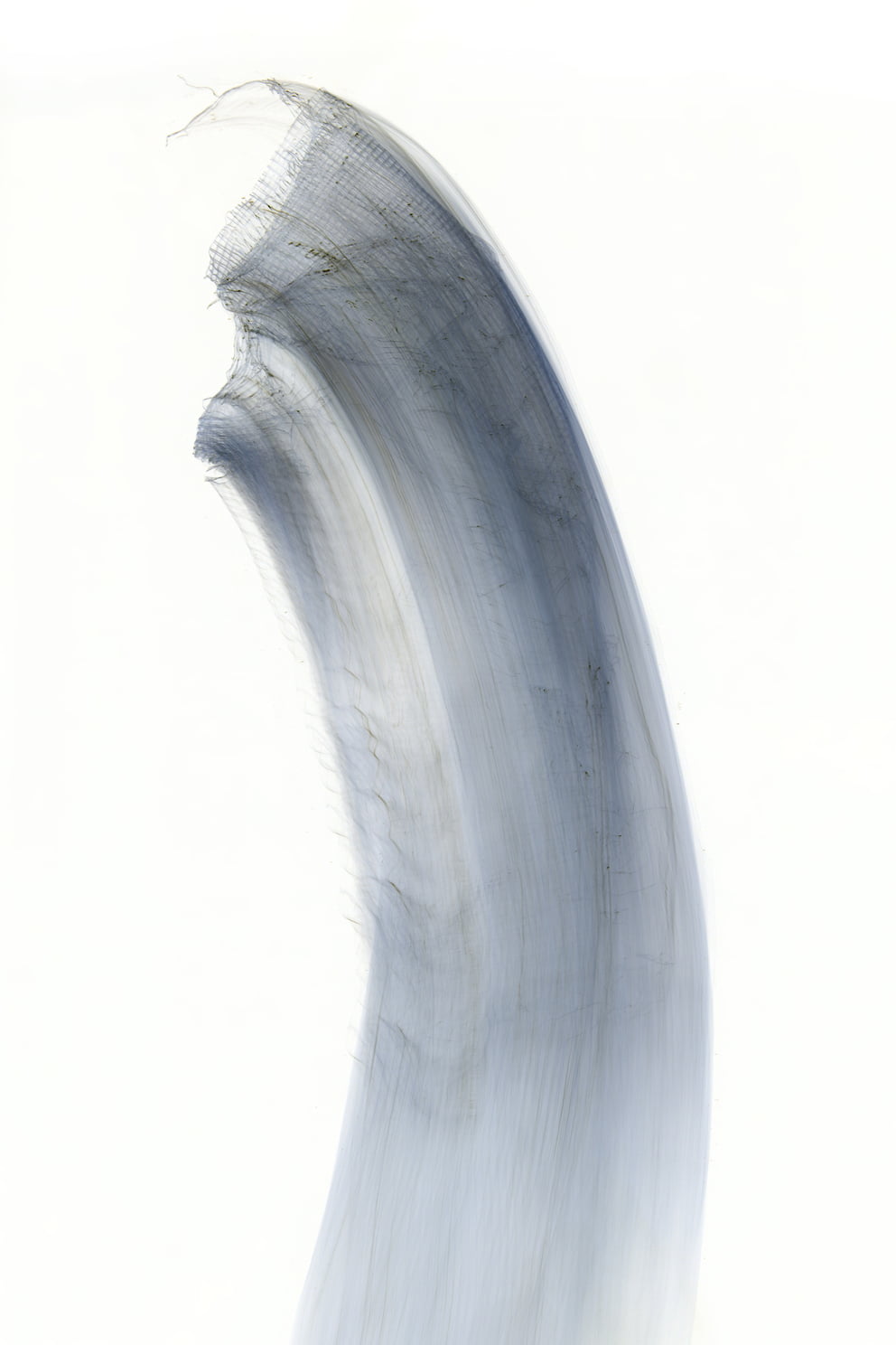 lungs negative 09; Ausbelichtung 64 × 96 cm